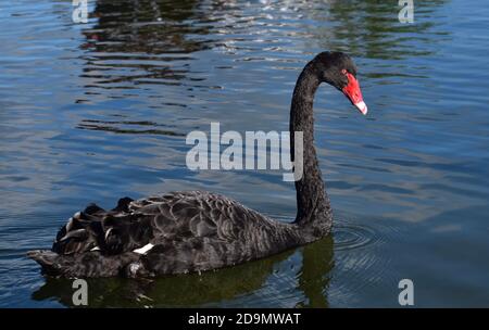 Black Swan schwimmend auf dem Lake Rotorua, Neuseeland, Nov 2019 Stockfoto