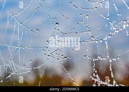 Ein Makro-Bild von einer Morgenperle geschmückt Spinnen Netz Gegen einen blauen Himmel Stockfoto