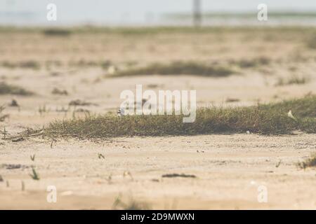 Im Sand des Wattenmeeres wartet ein kleines Vogeljunges auf seine Eltern. Stockfoto