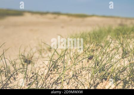 Marienkäfer im Sand, Gras und Schlamm Stockfoto