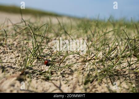 Marienkäfer im Sand, Gras und Schlamm Stockfoto