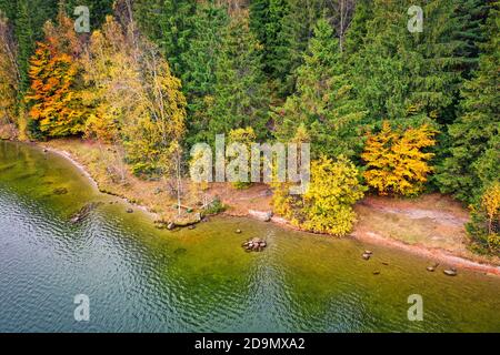 Küstenansicht von der Drohne, Herbstfarben Wald an der Küste Stockfoto