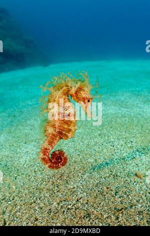 Langschnupfige Seepferdchen, Hippocampus guttulatus, Hippocampus ramulosus, Tamariu, Costa Brava, Spanien, Mittelmeer Stockfoto