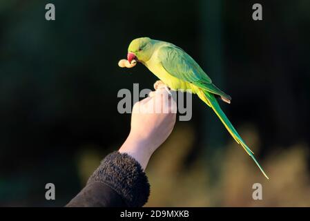 Grüner Feral-Sittich in London auf der Hand eines weißen Weibchens, das gefüttert wird. Hält eine Erdnuss im Schnabel. Ringhals Sittich Fütterung von Hand Stockfoto