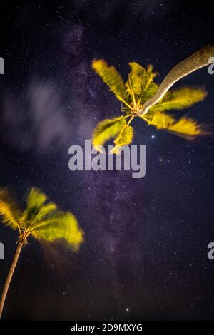 Schöne Palmen Blätter in milchigen Hintergrund mit windigen Bewegungsunschärfe. Atemberaubender Nachthimmel, vertikale Skyscape, Landschaft. Atemberaubende Natur Stockfoto
