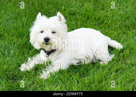 West Highland White Terrier liegt auf dem Gras Stockfoto
