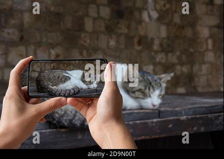 Tourist fotografieren Katze schlafen auf einer Bank. Weiß mit brauner gestromter Katze. Stockfoto
