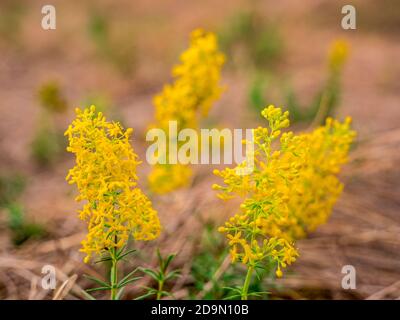 Bettstroh der Dame (Galium verum) Auf einer trockenen Wiese im Hintergrund verschwommen - selektiv Fokus Stockfoto