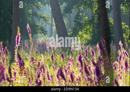 Rotfuchshandschuh, Digitalis purpurea, Wald, Frühsommer, Landschaftsschutzgebiet, Mönchbruch, Mörfelden-Walldorf, Hessen, Deutschland Stockfoto