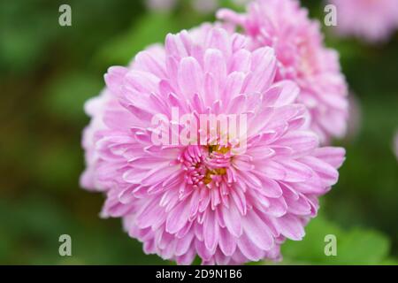 Helle und bunte hohe Büsche der ukrainischen Chrysanthemen wachsen auf der Straße der Stadt Dnipro. Große lila Herbstblumen setzen Agains. Stockfoto