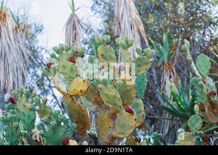 Schöner Kaktus aus Kaktus mit burgunderroten Früchten an der Küste von Ayia Napa in Zypern. Opuntia, Ficus-indica, Indische Feige opuntia, barbary Feigenblühende cact Stockfoto