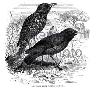 Common und Black Starling, Vintage Illustration von 1894 Stockfoto