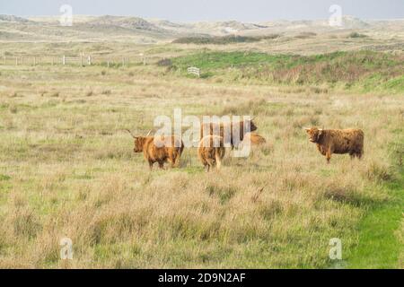 Hochlandrinder im Feld Stockfoto