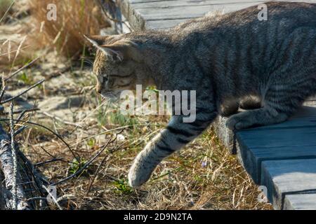 Große tabby Katze fängt Beute in freier Wildbahn. Selektiver Fokus, Nahaufnahme. Stockfoto