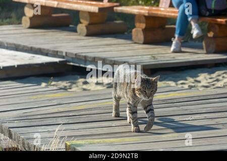 Große grau gestromte Katze geht im öffentlichen Park. Konzept der Tierunabhängigkeit. Selektiver Fokus, unscharfer Hintergrund. Stockfoto