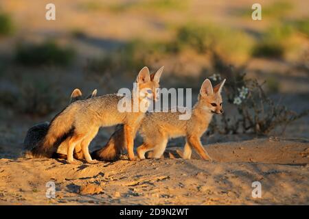 Cape Füchse (Vulpes Chama) in ihrer Höhle im frühen Morgenlicht, Kalahari-Wüste, Südafrika Stockfoto