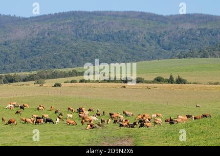 Milchkühe weiden auf üppiger grüner Weide einer ländlichen Farm, Südafrika Stockfoto