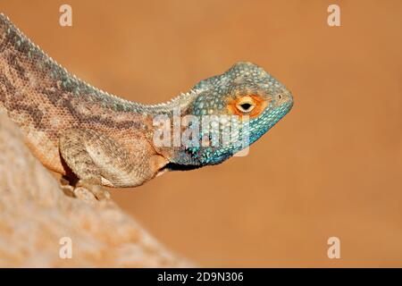 Porträt eines Bodenagamas (Agama aculeata), der auf einem Felsen gegen einen blauen Himmel sitzt, Südafrika Stockfoto