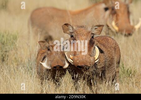 Warzenschweine (Phacochoerus africanus) in natürlichem Lebensraum, Südafrika Stockfoto