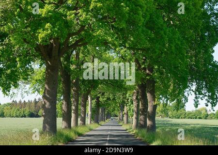 Baumallee zwischen Liepe und Rankwitz, Lieper Winkel, Insel Usedom, Ostsee, Mecklenburg-Vorpommern, Deutschland Stockfoto