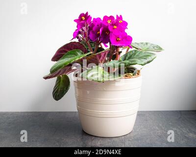 Rosa gefärbte Blüten afrikanischer Veilchen (Saintpaulia ionantha) In einem weißen Topf Stockfoto