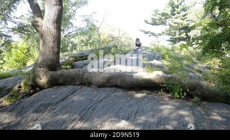 Central Park, NY, Diese wilden Birkenwurzeln, die auf dem Grundgestein wachsen, wahrscheinlich, da der Sämling keinen anderen Platz hatte, um sich auszudehnen, versorgen diesen Baum mit den notwendigen Nährstoffen, um zu überleben, Stockfoto