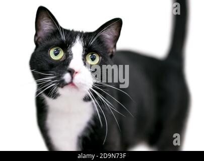 Eine schwarz-weiße Tuxedo-Kurzhaarkatze mit Weitäugen Ausdruck Stockfoto