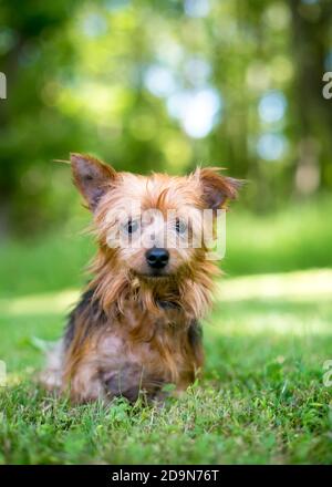 Ein skruffiger Yorkshire Terrier Hund, der draußen sitzt Stockfoto