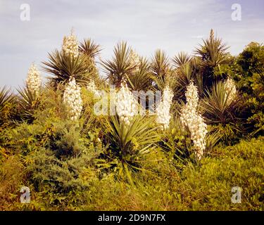 SIEBZIGER JAHRE YUCCA PFLANZEN IN BLÜTE AUF OZEAN KÜSTE SANDDÜNEN OUTER BANKS NORTH CAROLINA USA - KF11602 SHE001 HARS ALT MODISCH Stockfoto