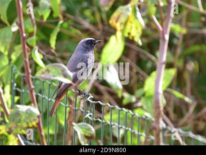 Isolierte Rottanz auf der Suche nach Lebensmitteln in der Nähe von Häusern. Stockfoto