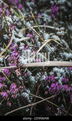 Lila Schnee bedeckt Kohlpflanze in den Bergen aus nächster Nähe Stockfoto