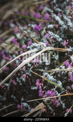 Lila Schnee bedeckt Kohlpflanze in den Bergen aus nächster Nähe Stockfoto