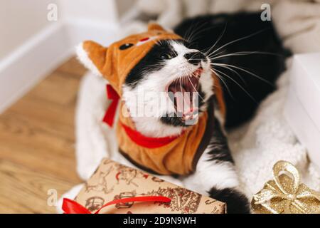 Schläfrige Katze gähnt im Rentier Kostüm, liegt auf stilvoll eingewickelten Geschenkschachteln unter dem weihnachtsbaum. Cute Kitty in festlichen Hirsch Kleidung gekleidet, entspannend Stockfoto