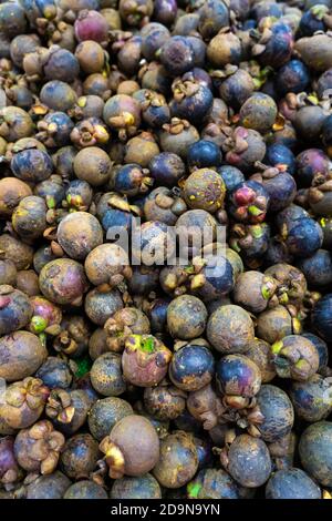 Mangostan-Früchte füllen den Rahmen aus nächster Nähe. Stockfoto