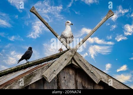 Möwe thronte auf dem Dach zwischen zwei hölzernen gekreuzten Rudern Blauer Himmel Stockfoto