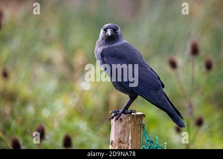 Nahaufnahme von Jackdaw auf einem Holzpfosten Mit Blick in die Kamera Stockfoto