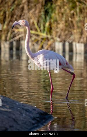 Nahaufnahme des wunderschönen chilenischen Pink Flamingo, der im See spazierengeht Vor unscharfem Hintergrund Stockfoto