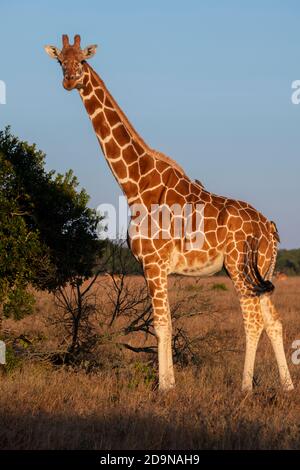 Afrika, Kenia, Laikipia Plateau, Northern Frontier District, Ol Pejeta Conservancy. Netzgiraffe (WILD: Giraffa camelopardalis reticulata) Stockfoto
