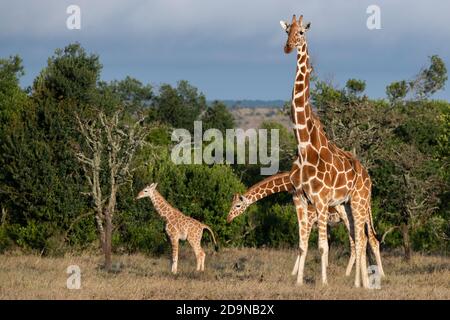 Afrika, Kenia, Laikipia Plateau, Northern Frontier District, Ol Pejeta Conservancy. Mutter Retikulierte Giraffe mit Neugeborenen (WILD: Giraffa cameloparda Stockfoto