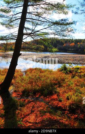 Es ist leicht, sich in die wunderschönen Herbstfarben und die Landschaft der wunderschönen Blue Ridge Appalachian Mountains in North Carolina zu verlieben. Stockfoto