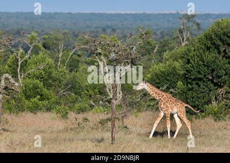 Afrika, Kenia, Laikipia Plateau, Northern Frontier District, Ol Pejeta Conservancy. Netzgiraffe Neugeborene (WILD: Giraffa camelopardalis reticula Stockfoto