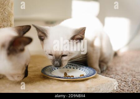 Ein 14 Wochen altes Lilac Point Siam Kätzchen, das von einem kleinen Teller isst und ein weiteres Chocolate Point Siam Kätzchen beobachtet. Stockfoto