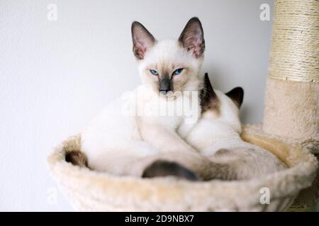 Zwei 14 Wochen alte siamesische Kätzchen schlafen in einer Katzenhängematte auf einem Katzenbaum. Stockfoto