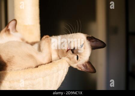 Zwei junge siamesische Kätzchen schlafen in einer Katzenhängematte Das Sonnenlicht Stockfoto