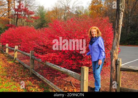 Es ist leicht, sich in die wunderschönen Herbstfarben und die Landschaft der wunderschönen Blue Ridge Appalachian Mountains in North Carolina zu verlieben. Stockfoto