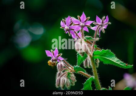 Biene auf einer Blüte Stockfoto