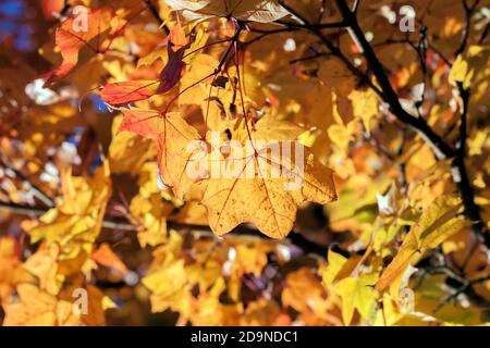 Sonnendurchflutete goldgelbe Ahornblätter im Herbst, saisonales Feeling, schöner Hintergrund für Grußkarten Stockfoto