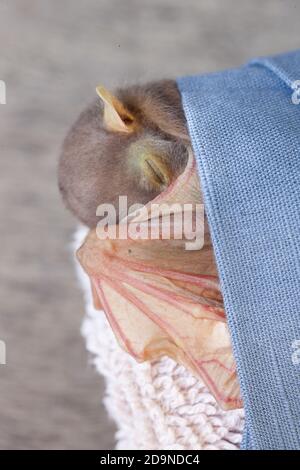 Waisenkind Östliche Röhrennase Fledermaus (Nyctimene robinsoni) ca. 6 Tage alt, nach der Fütterung ruhend. November 2020. Cow Bay. Queensland. Australien. Stockfoto