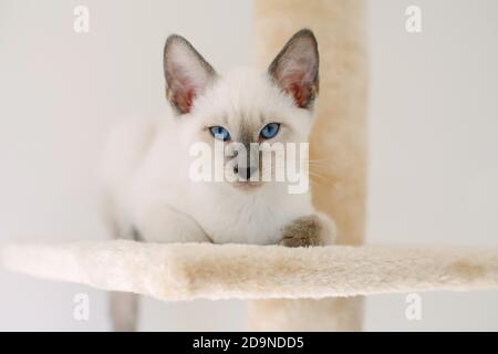 Ein 14-wöchiges, siamesisches Lilac Point Kätzchen, das auf einem Vorsprung auf einem Katzenbaum sitzt. Stockfoto