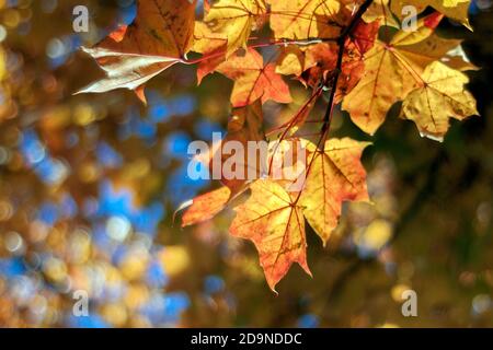 Sonnendurchflutete goldgelbe Ahornblätter im Herbst, saisonales Feeling, schöner Hintergrund für Grußkarten Stockfoto